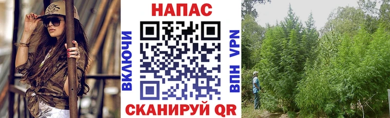 omg сайт  закладки  Дубовка  Конопля план 